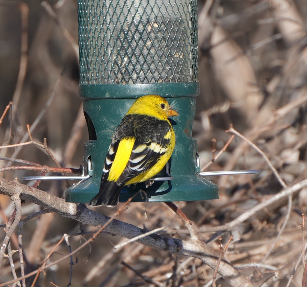 Western Tanager - ML615011902