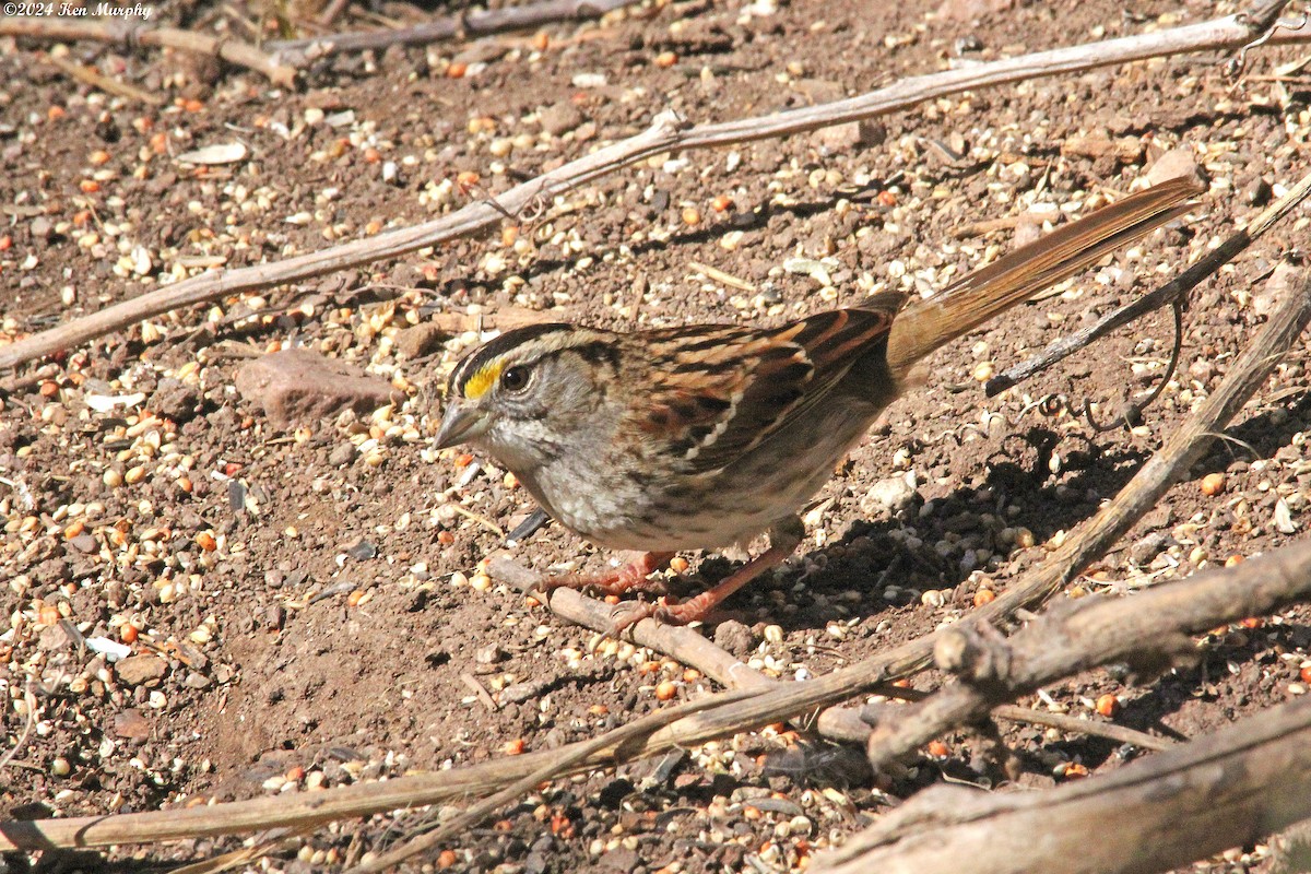 White-throated Sparrow - ML615011927