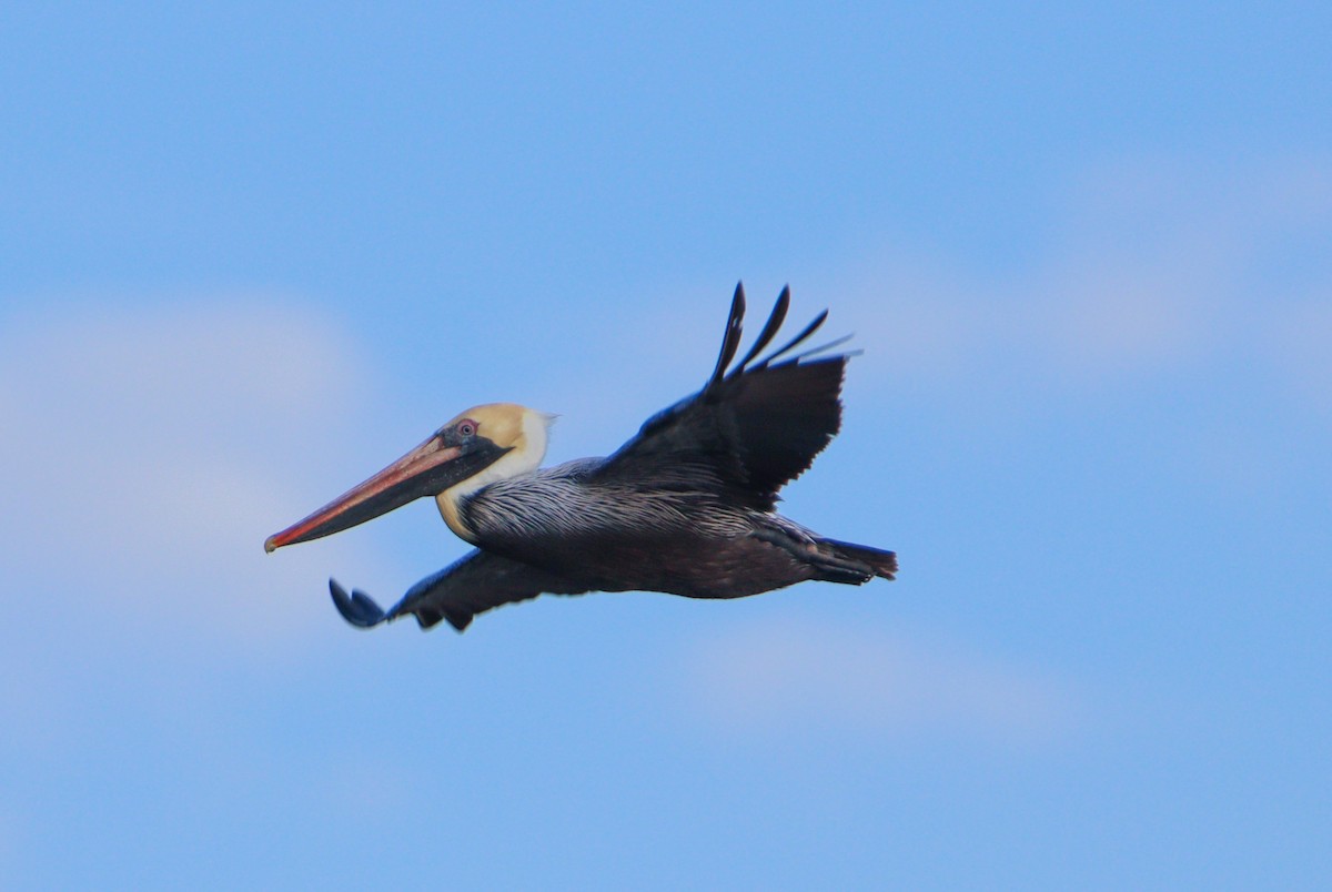 pelikán hnědý - ML615011992