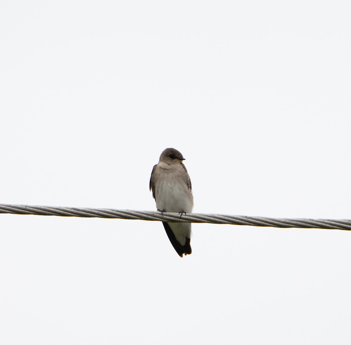 Northern Rough-winged Swallow - ML615012119