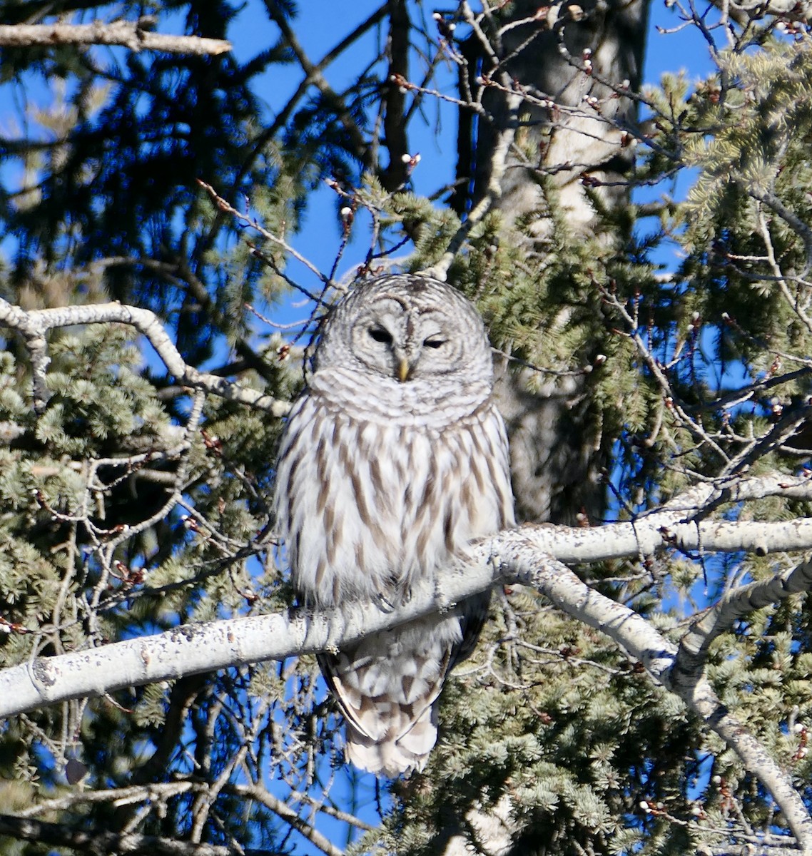 Barred Owl - ML615012153