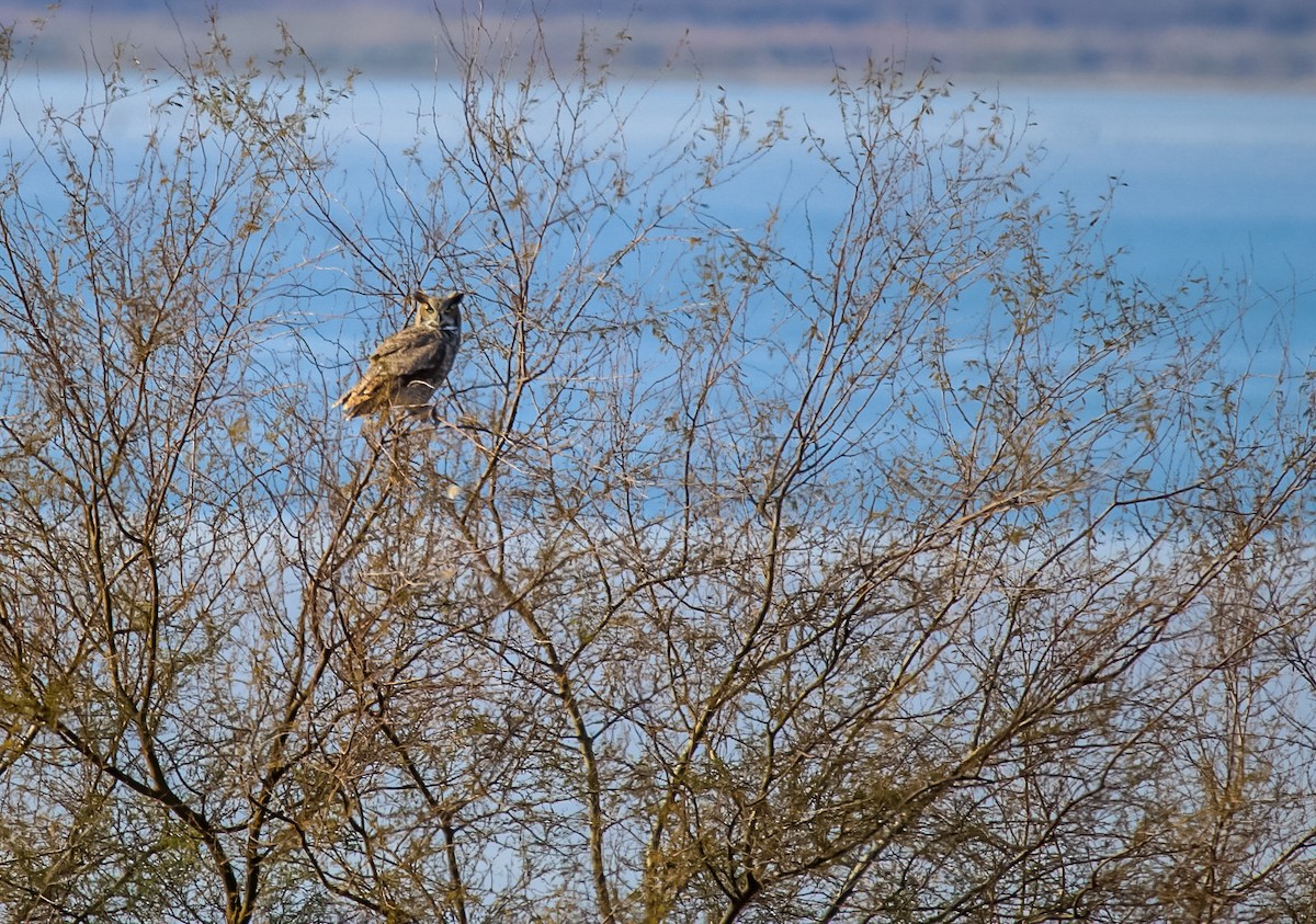 Great Horned Owl - ML615012182