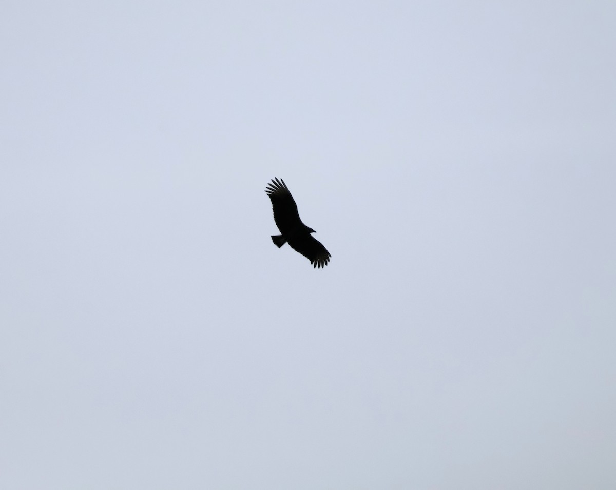 Turkey Vulture - ML615012528