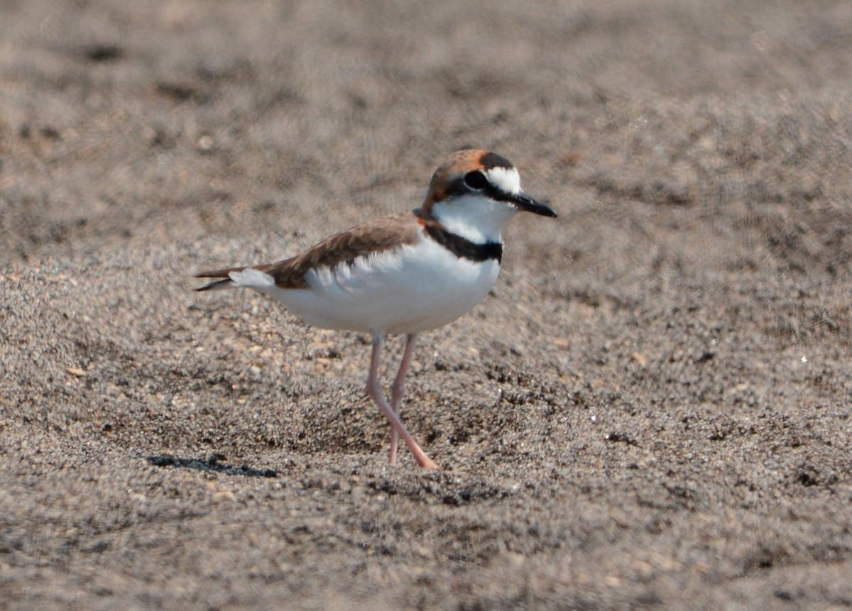 Collared Plover - ML615012547