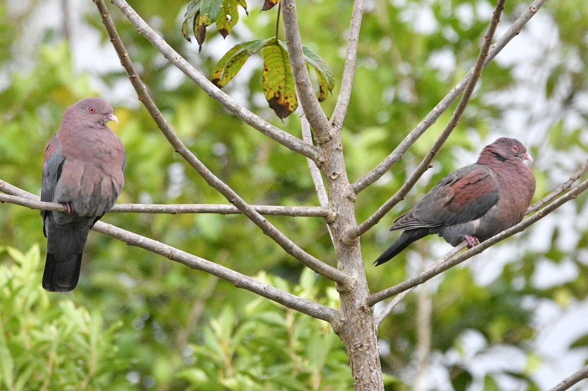 Red-billed Pigeon - ML615012739