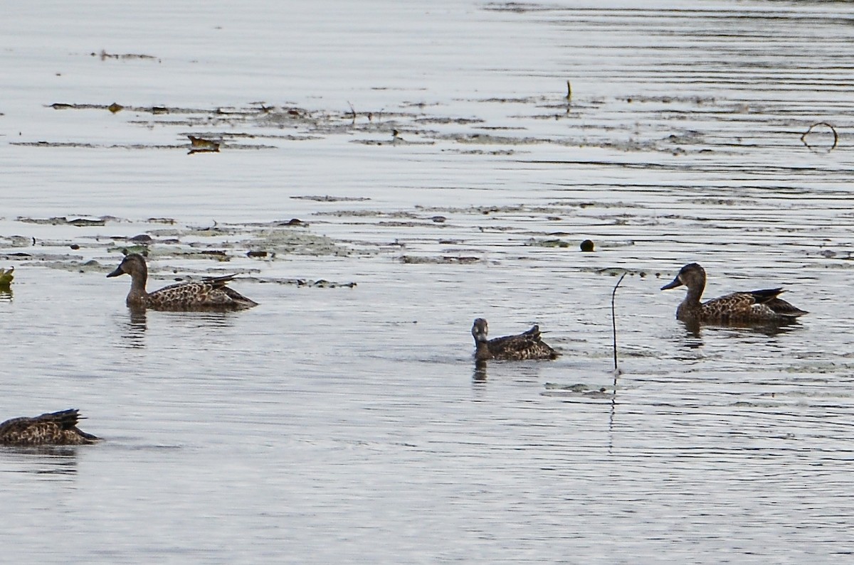 Blue-winged Teal - ML615012805