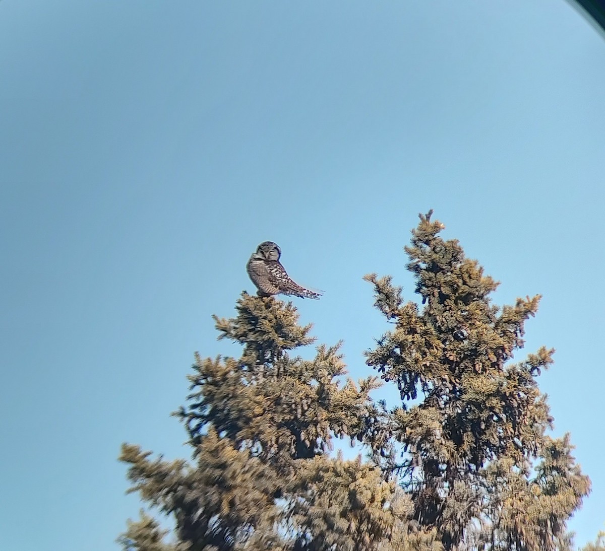 Northern Hawk Owl - ML615012942