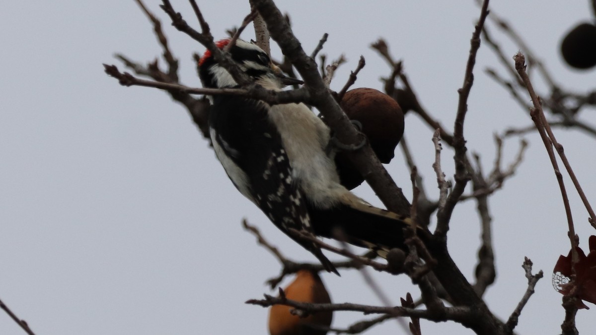 Downy Woodpecker - ML615012988