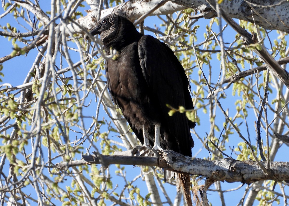 Black Vulture - ML615013076