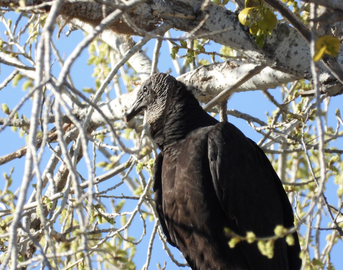 Black Vulture - ML615013078