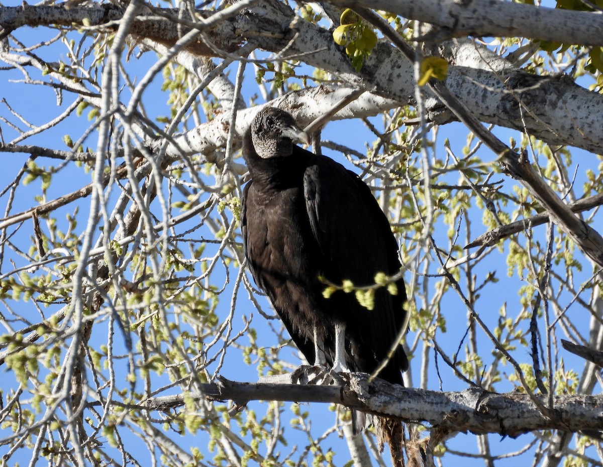 Black Vulture - Dave Holdeman