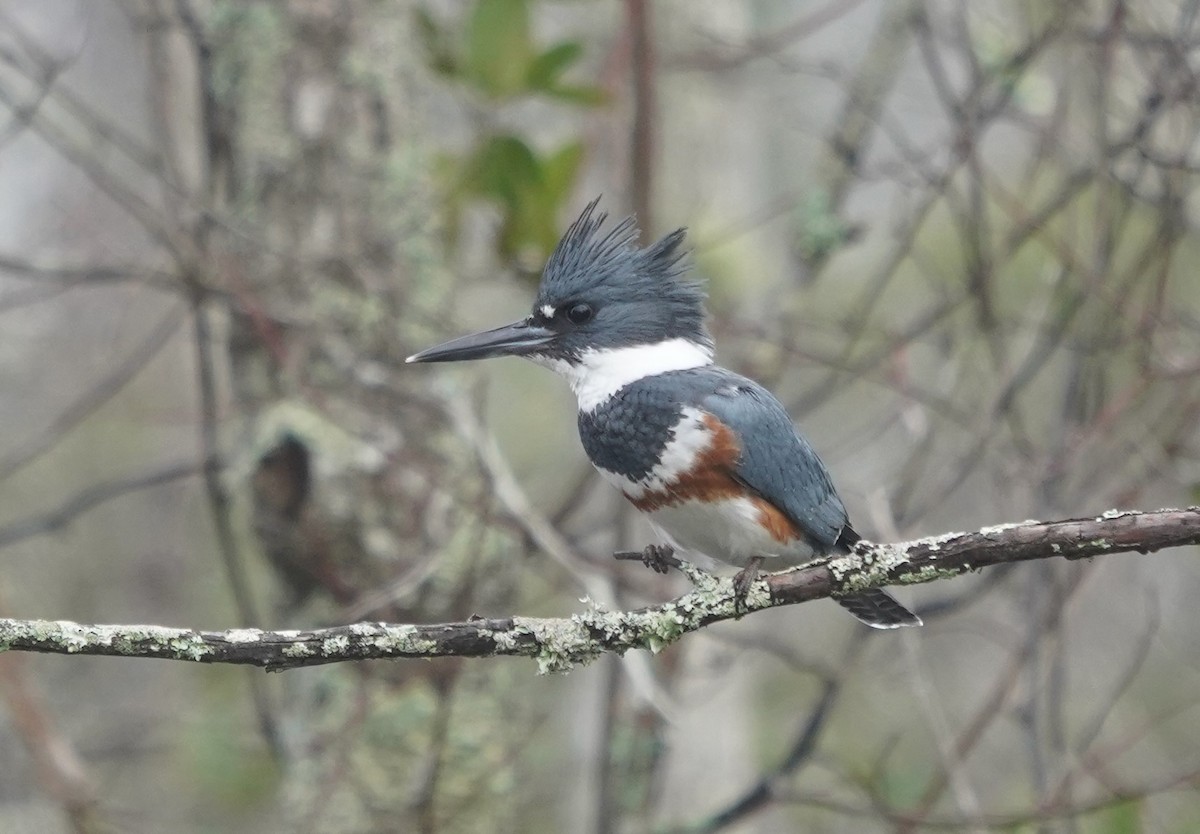 Belted Kingfisher - ML615013147
