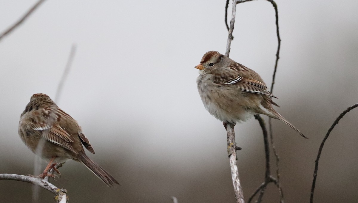 White-crowned Sparrow - Daniel Bye