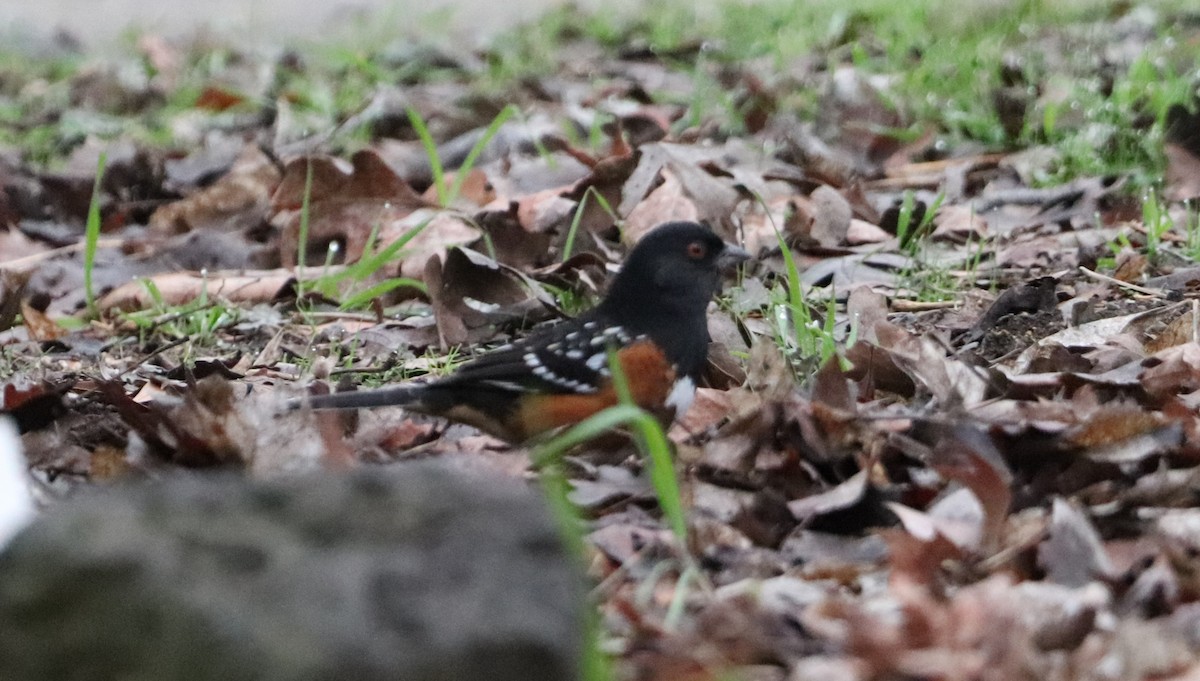 Spotted Towhee - ML615013189