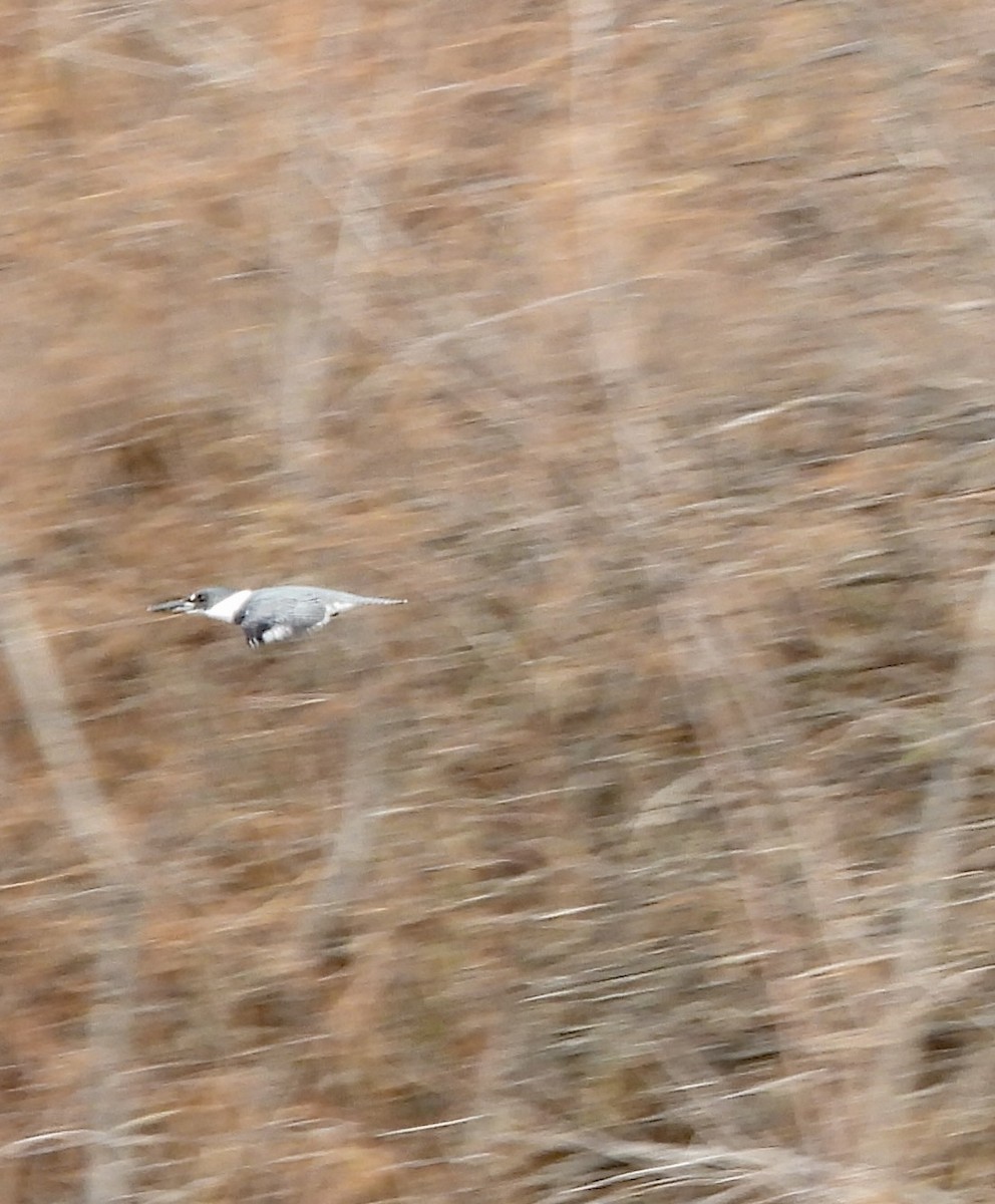 Belted Kingfisher - ML615013364