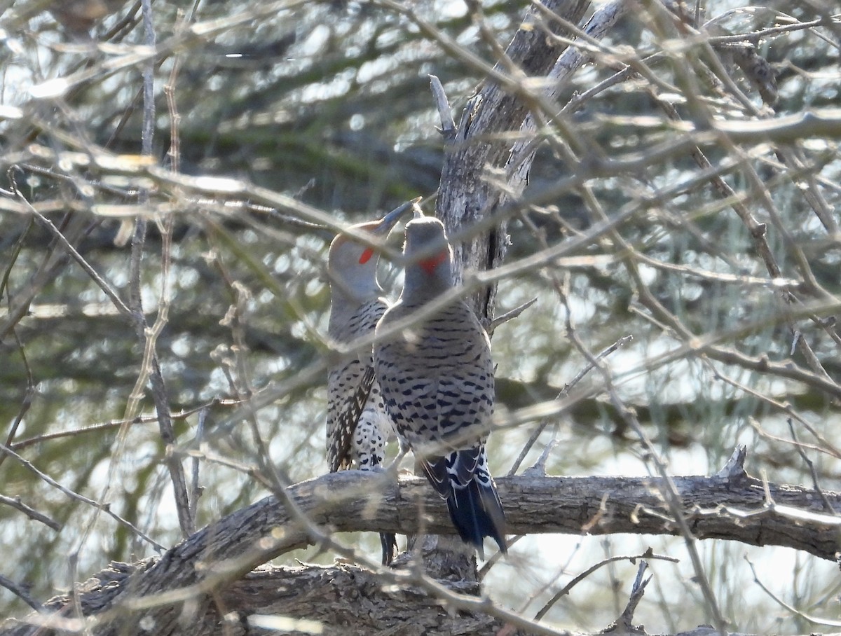 Northern Flicker (Yellow-shafted x Red-shafted) - Dave Holdeman