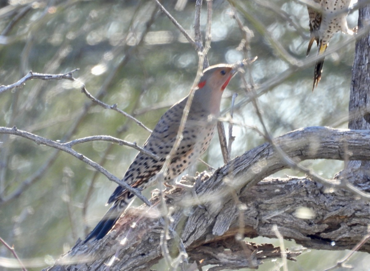 Northern Flicker (Yellow-shafted x Red-shafted) - ML615013444