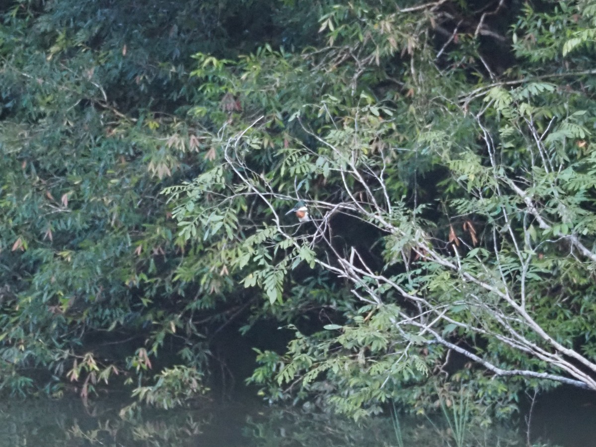 Amazon Kingfisher - ML615013499