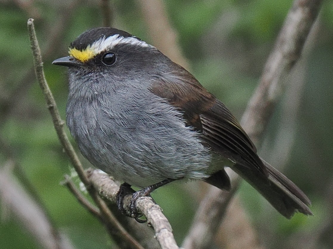 Crowned Chat-Tyrant - ML615013632