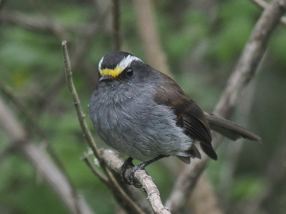 Crowned Chat-Tyrant - ML615013646
