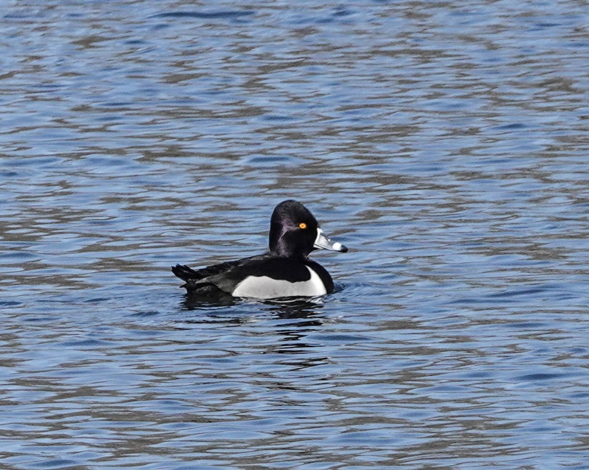 eBird Checklist - 18 Feb 2024 - Arcade Pond - 8 species