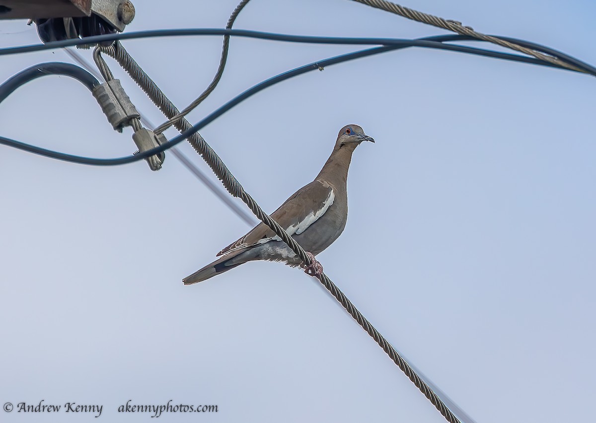 White-winged Dove - ML615013813