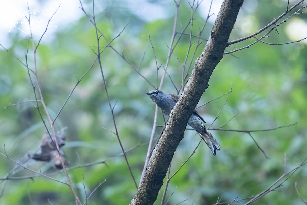Brown-backed Solitaire - ML615013876