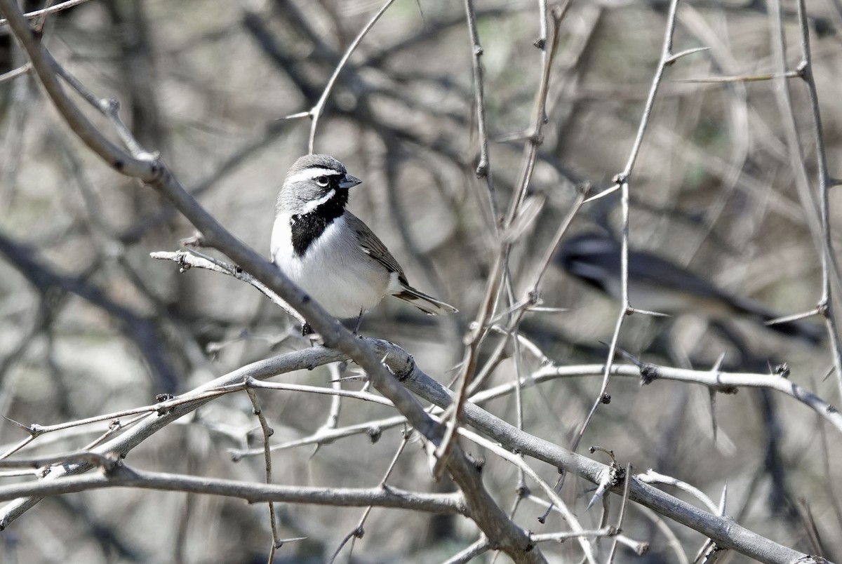 Black-throated Sparrow - ML615013989