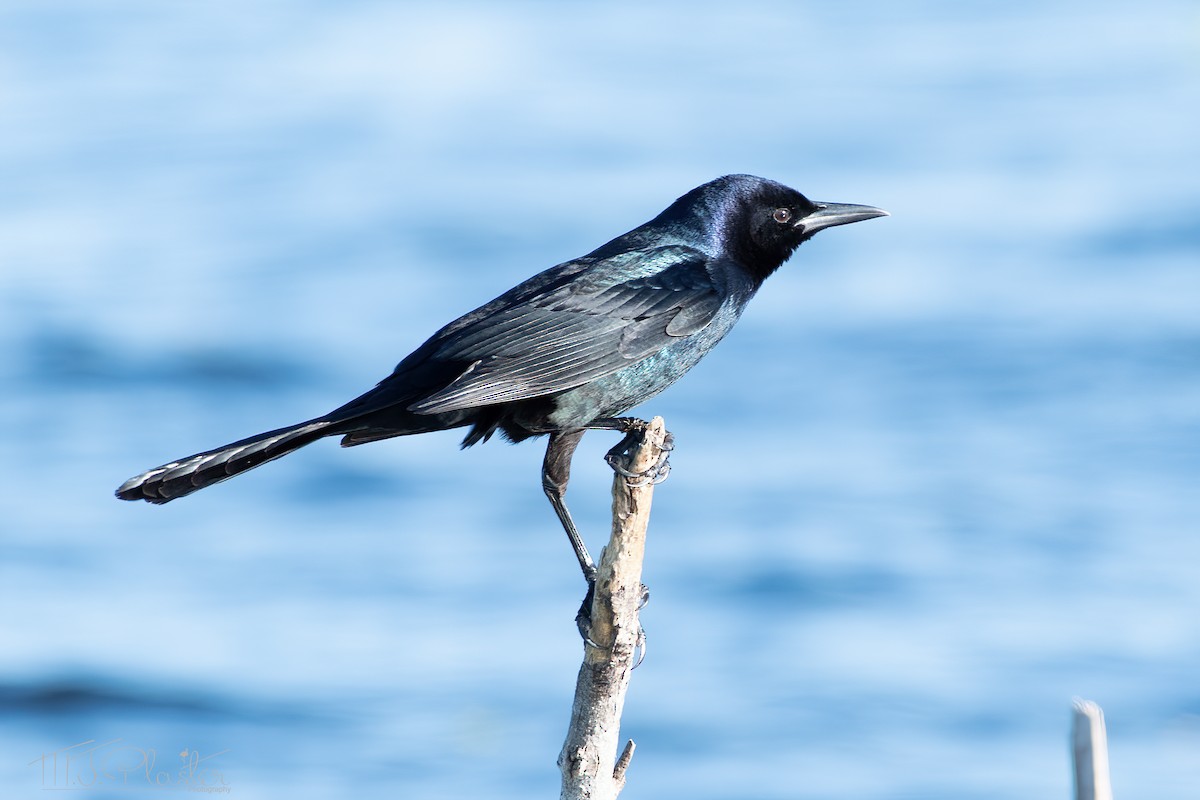 Boat-tailed Grackle - ML615013991