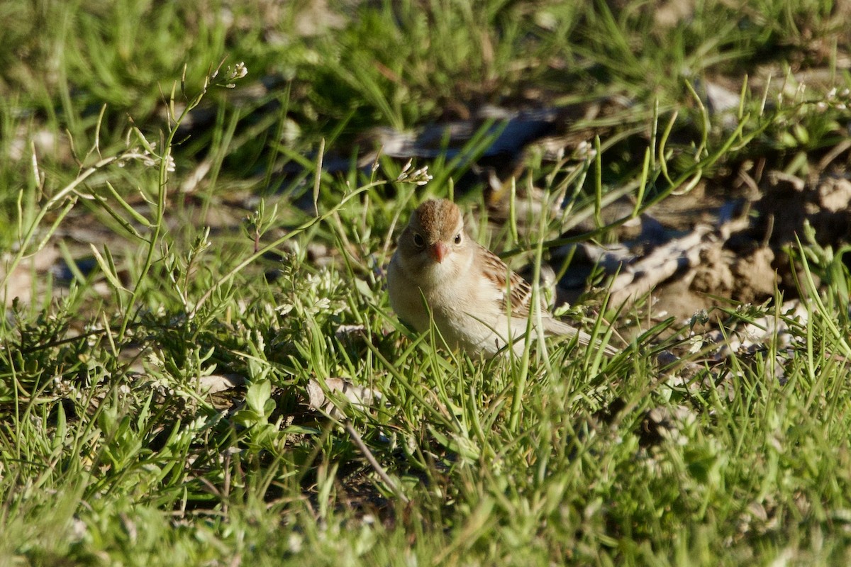 Field Sparrow - ML615014064