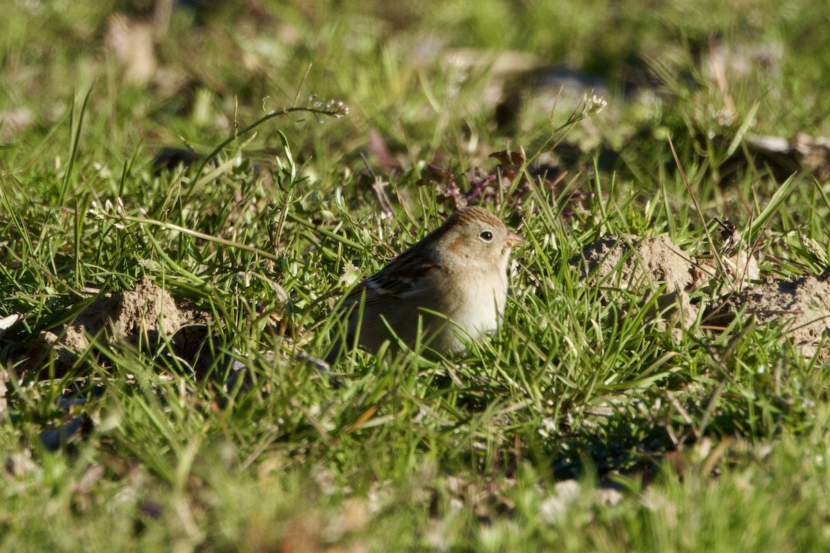 Field Sparrow - ML615014065