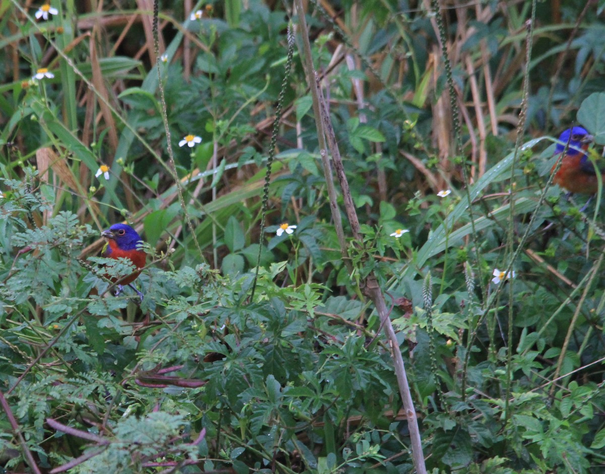Painted Bunting - ML615014153