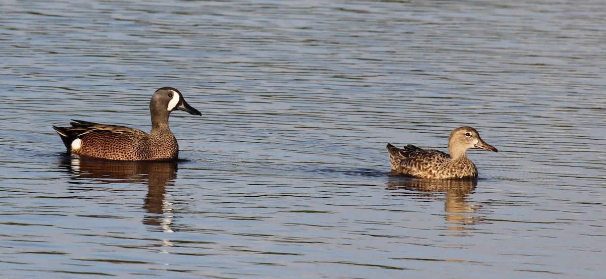 Blue-winged Teal - ML615014195