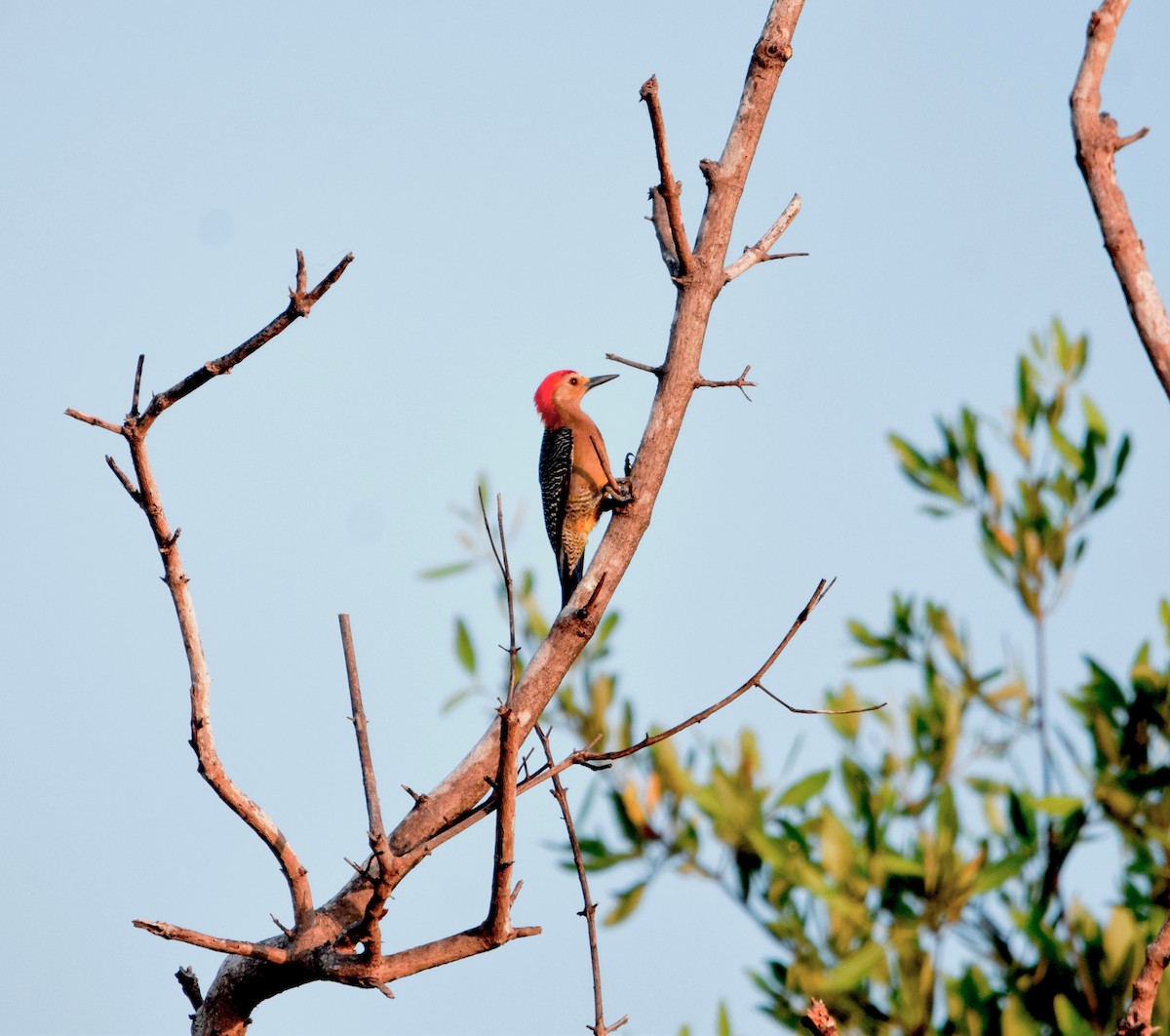 Golden-fronted Woodpecker - ML615014308