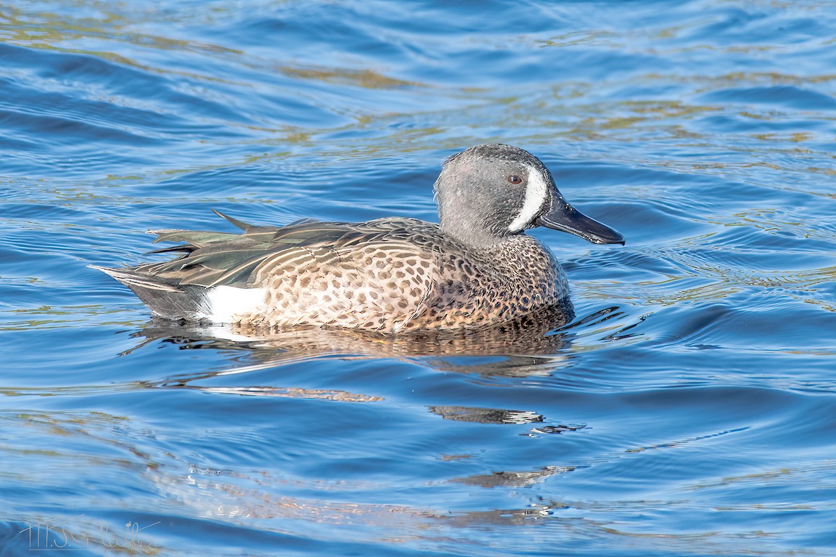 Blue-winged Teal - ML615014314