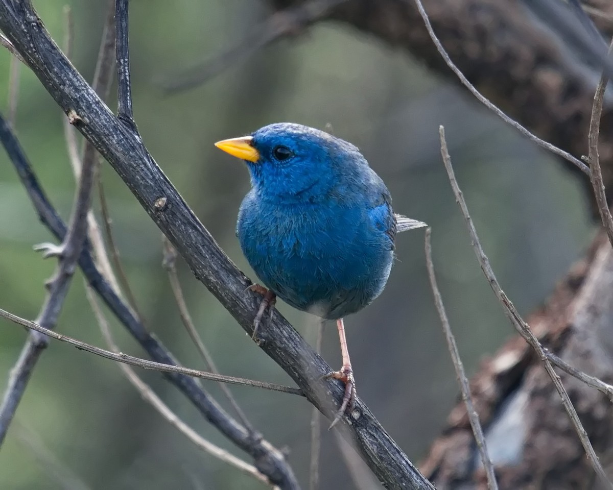 Blue Finch - Amaury Pimenta