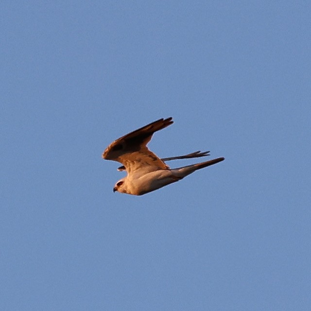 White-tailed Kite - ML615014490