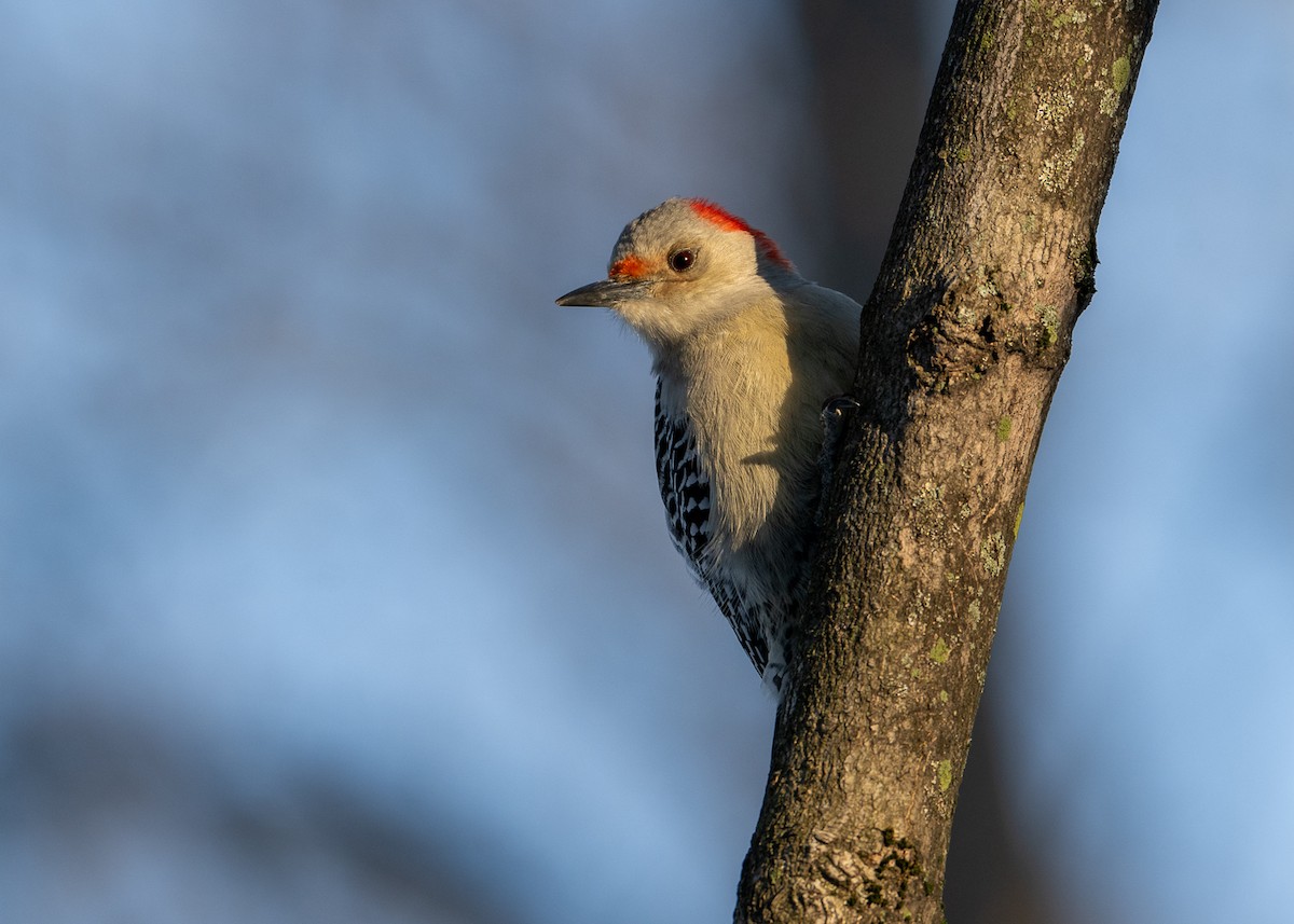 Red-bellied Woodpecker - ML615014498