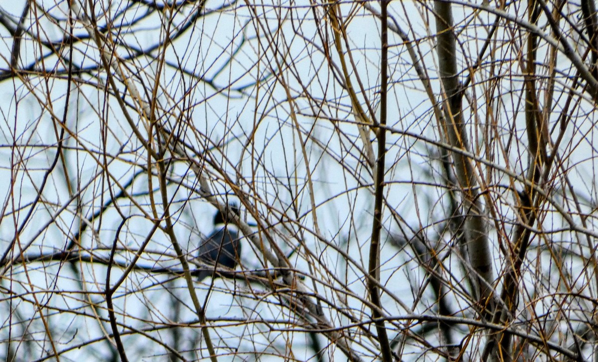 Belted Kingfisher - ML615014532