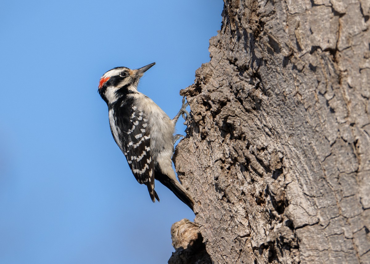 Hairy Woodpecker - mark kraus