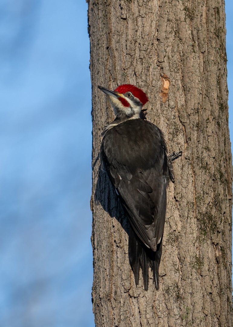 Pileated Woodpecker - ML615014720