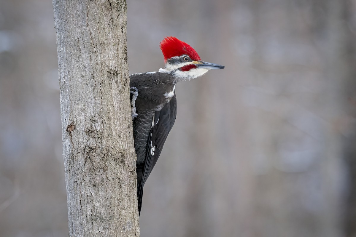 Pileated Woodpecker - mark kraus