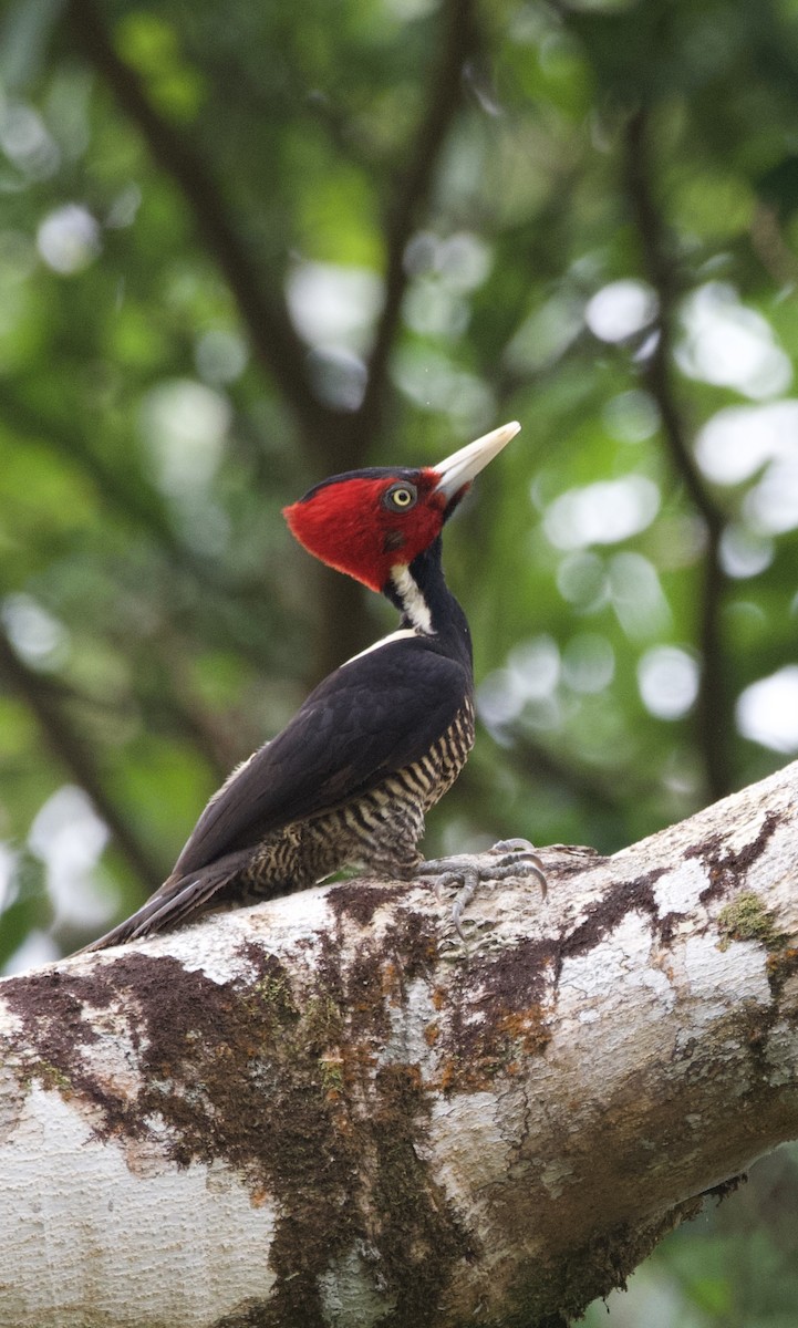 Pale-billed Woodpecker - ML615014782