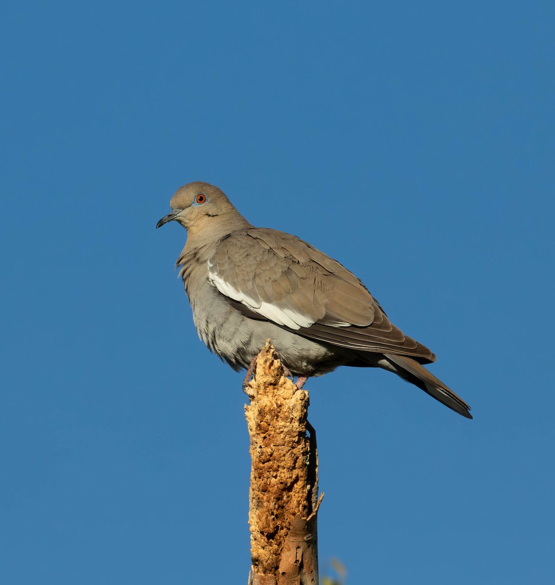 White-winged Dove - ML615014843