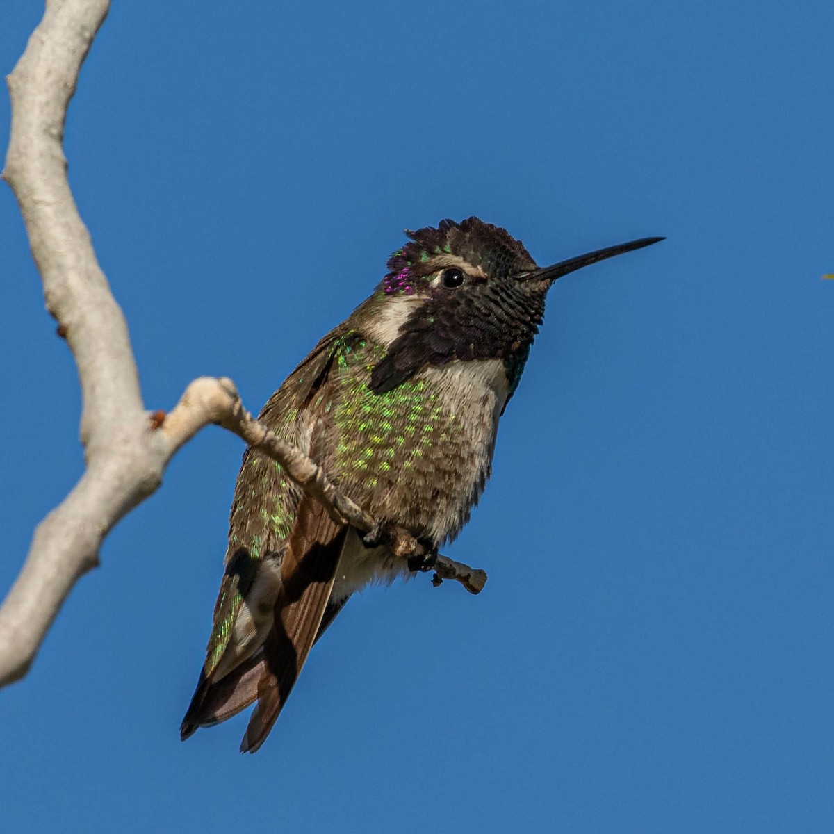 Costa's Hummingbird - ML615014853