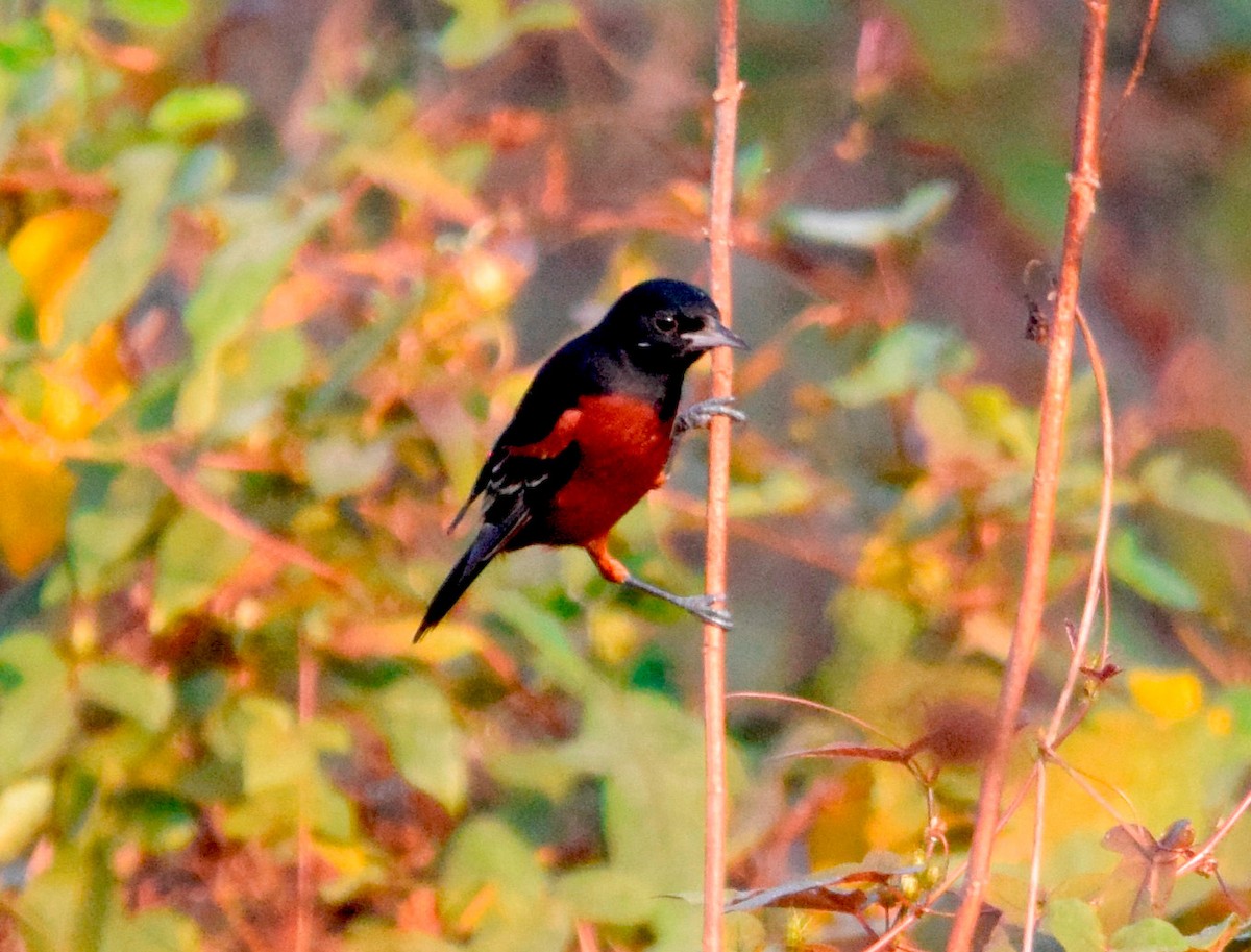 Orchard Oriole - ML615014921