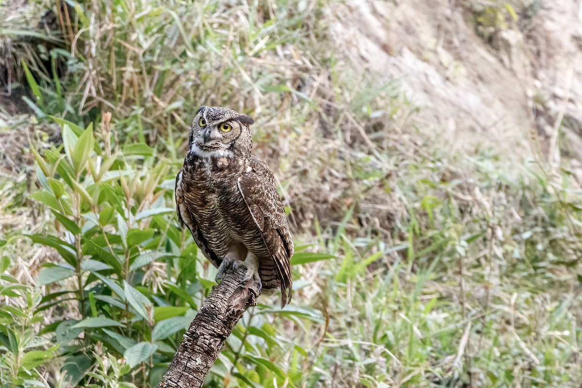 Great Horned Owl - ML615014940