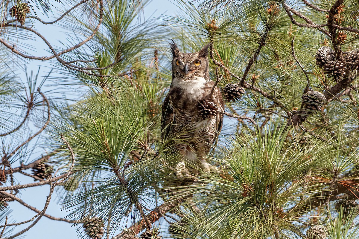 Great Horned Owl - ML615014941