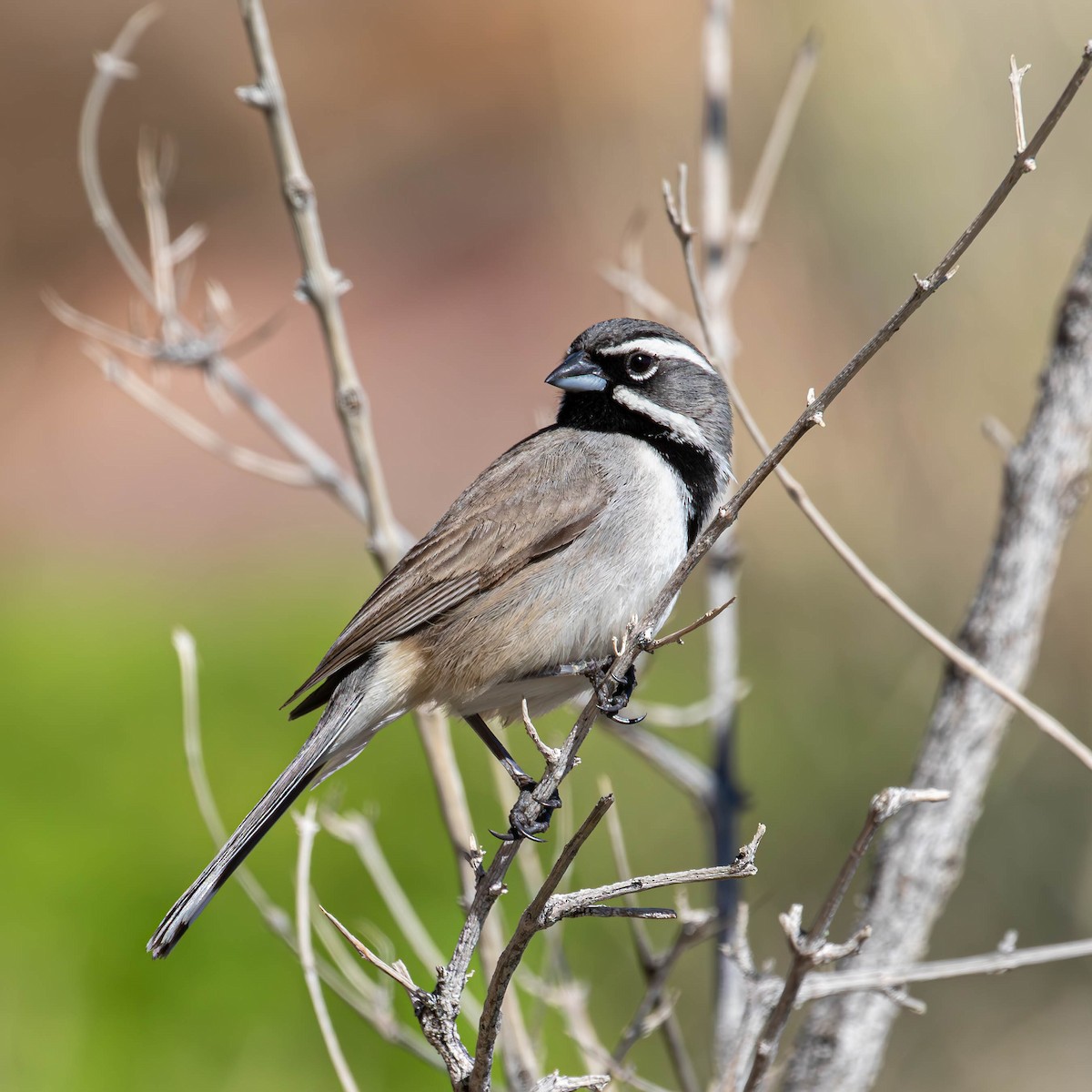 Black-throated Sparrow - ML615014977