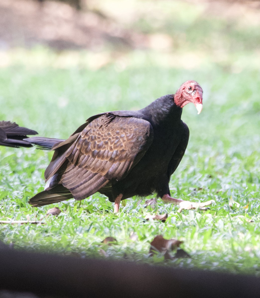 Turkey Vulture - ML615015037
